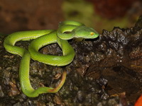 Large-eyed Pit Viper - female  - Hup Pa Tad