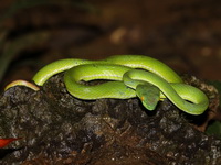 Large-eyed Pit Viper - female  - Hup Pa Tad