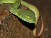 Large-eyed Pit Viper - female  - Pang Sida NP