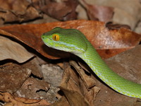 Large-eyed Pit Viper - male  - Nam Tok Samlan NP