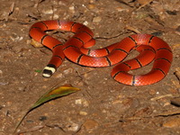 MacClelland's Coral Snake  - Khao Laem NP