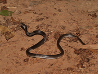 Malayan Banded Wolf Snake  - Wang Nam Khieo