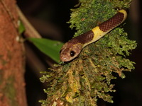 Malayan Bridle Snake  - Trang BG