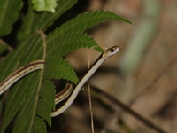 Malayan Bridle Snake  - Thale Ban NP