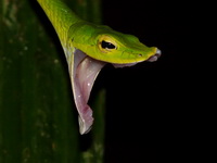 Malayan Green Whip Snake  - Khao Pra Bang Khram WS