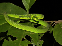 Malayan Green Whip Snake  - Khan Thuli Peatswamp Forest