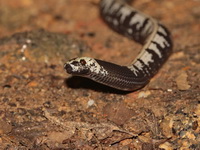 Malayan Slug-eating Snake  - Bang Lang NP
