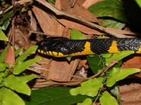 Mangrove Cat Snake  - Pattani