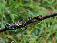 Mangrove Cat Snake  - Khao Sok NP
