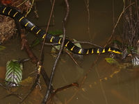 Mangrove Cat Snake  - Bala