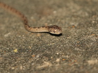 Many-spotted Cat Snake  - Baan Maka