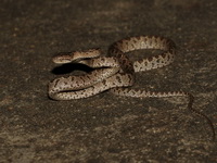 Many-spotted Cat Snake  - Baan Maka