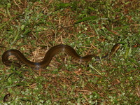 Mekong Mud Snake  - Na Muang