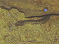 Mekong Mud Snake  - Samakkhi