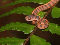 Mirkwood Forest Slug Snake - juvenile  - Bang Lang NP