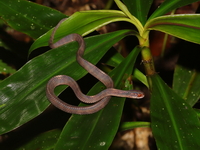 Mirkwood Forest Slug Snake  - Bang Lang NP