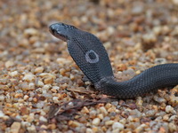 Monocled Cobra  - Phuket