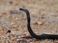 Monocled Cobra  - Phuket