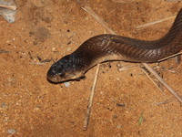 Monocled Cobra  - Laem Pakarang