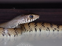 Oriental Rat Snake  - Phuket