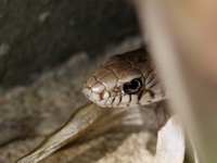Oriental Rat Snake  - Phuket
