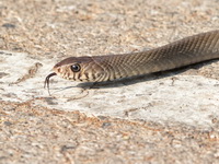Oriental Rat Snake  - Bueng Boraphet