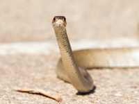 Oriental Rat Snake  - Bueng Boraphet