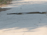 Oriental Rat Snake  - Nong Pla Lai