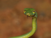 Oriental Whip Snake  - Kui Buri NP