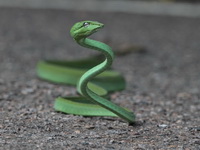 Oriental Whip Snake  - Kaeng Krachan NP