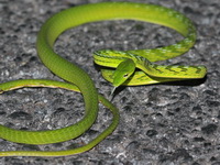 Oriental Whip Snake  - Doi Phu Kha NP
