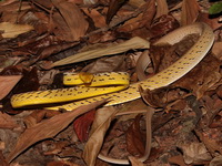 Oriental Whip Snake  - Chantaburi