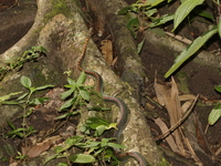 Paradise Tree Snake  - Betong