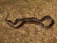 Purple Kukri Snake  - Betong