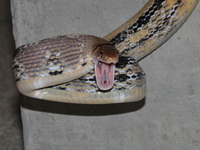 Radiated Rat Snake  - Phuket
