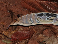 Radiated Rat Snake  - Phuket