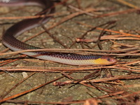 Red-headed Reed Snake  - Betong