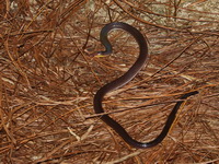 Red-headed Reed Snake  - Betong