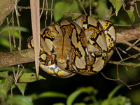 Reticulated Python  - Sri Phang Nga NP