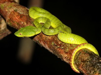 Sabah Bamboo Pit Viper - female  - Khao Phanom Bencha NP