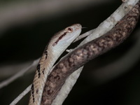 Siamese Cat Snake  - Phetchaburi