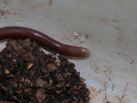 Slender Worm Snake  - Phitchit