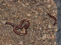 Slender Worm Snake  - Phitchit