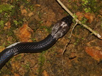 Snake-eater Wolf Snake  - Sri Phang Nga NP