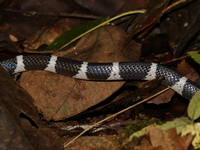 Snake-eater Wolf Snake  - Sri Phang Nga NP