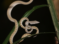 Speckle-headed Whip Snake  - Khlong Yan WS