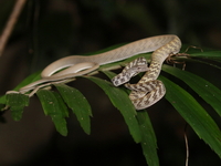 Speckle-headed Whip Snake  - Khlong Yan WS