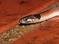Speckled Coral Snake  - Baan Maka