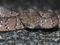 Spotted Slug Snake  - Phu Hin Rong Kla NP
