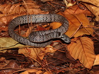 Spotted Slug Snake  - Doi Phu Kha NP